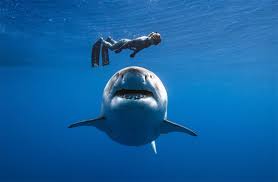 German woman dies after shark attack near Canary Islands