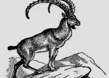 Mnt Goat