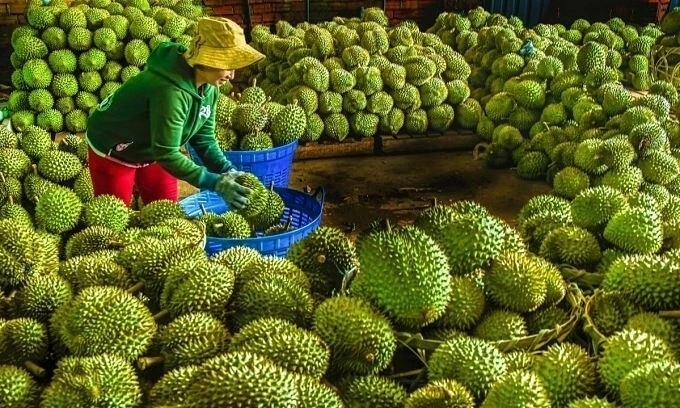 Fruit, vegetable exports reach record high at $1.3B in September