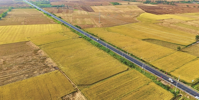 Cooperatives lead the way in Mekong Delta’s humongous sustainable rice project