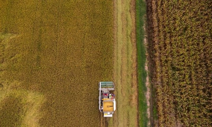 Thailand’s rice exports drop for 10th month