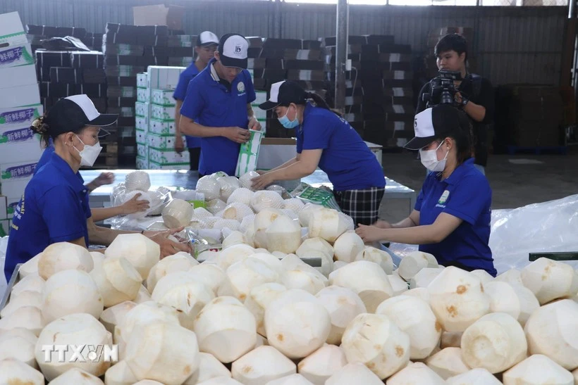 Viet Nam's coconut industry targets 1.15 billion USD in export value