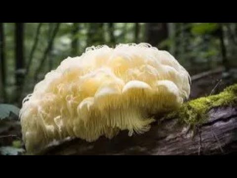 Weekend Mushroom Madness talk with Lucas. 06/20/2026 🔴 LIVE