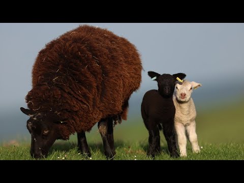 Coffee with MarkZ, joined by Dr. Scott Young. 06/25/2026 🔴 LIVE