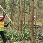 Large-diameter forests key to sustainable growth of Việt Nam's wood industry