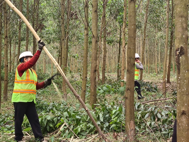 Large-diameter forests key to sustainable growth of Việt Nam's wood industry